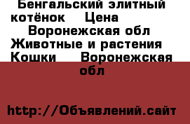 Бенгальский элитный котёнок. › Цена ­ 20 000 - Воронежская обл. Животные и растения » Кошки   . Воронежская обл.